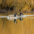 Golden Geese