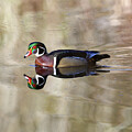 Wood Duck Reflections